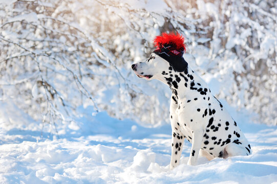 Full length side  view picture of a dalmatian dog at the winter walk