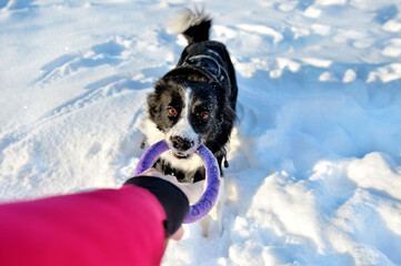 Border collie pulling the rubber toy at the winter walk