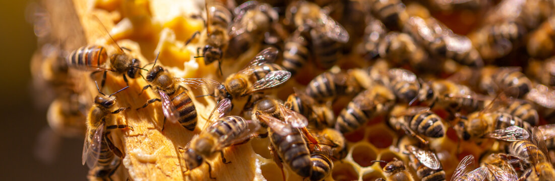 Queen bee in the hive. Beautiful honeycombs with bees close-up. A swarm of bees crawls through the honeycombs, collecting honey. Beekeeping, healthy food.