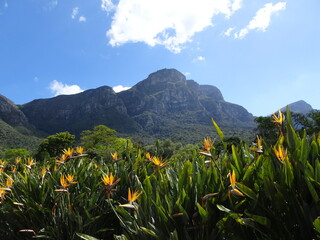 Flores del paraíso en el jardín botánico Kirstenbsch, Ciudad del Cabo. Sudáfrica. Flor nacional