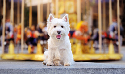 West highland terrier against corousel background