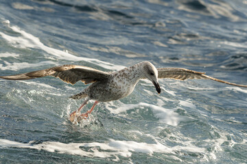 Close-up of seagull searching for food in the sea among the waves