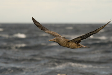 Close-up of juvenile gannet in flight