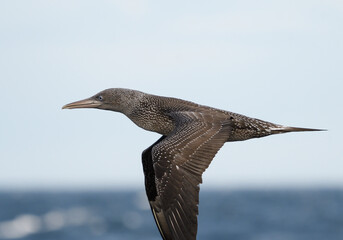 Close-up of juvenile gannet in flight