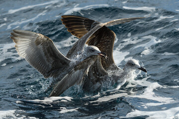 Fototapeta premium Close-up of seagull searching for food in the sea among the waves