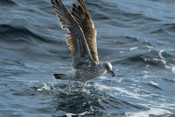 Naklejka premium Close-up of seagull searching for food in the sea among the waves