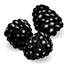 Fresh, sweet and tasty blackberry. Sweet fruit. Forest berry. 3d vector icon. Realistic illustration of eco food isolated on white