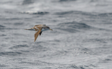 Cory's shearwater in flight over the waves