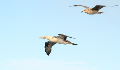 Close-up of juvenile gannet in flight