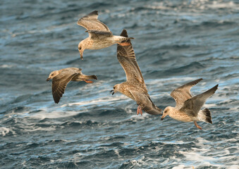Close-up of seagull searching for food in the sea among the waves