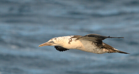 Close-up of juvenile gannet in flight
