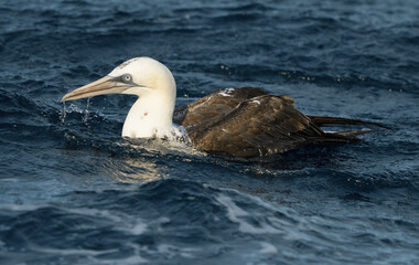 Alcatraz adulto en el agua tras la inmersión