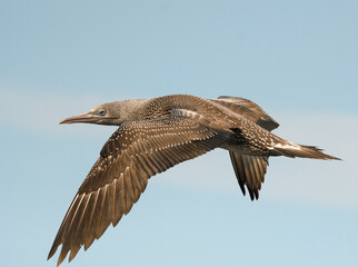 Close-up of juvenile gannet in flight