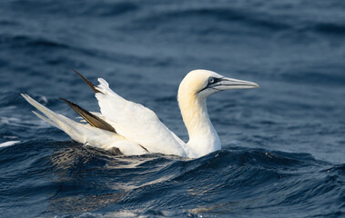 Adult gannet in the water after submersion