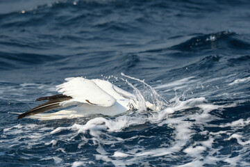 Adult gannet in the water after submersion