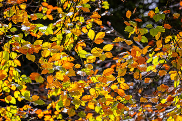 Backlit close up of sparkling Beech tree leaves in vibrant autumn and fall red , orange and yellow