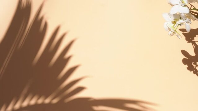Palm shadow over plaine beige background