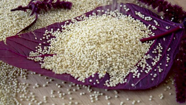 Close-up. Falling amaranth seeds. Amaranth grains fall on a purple amaranth leaf.