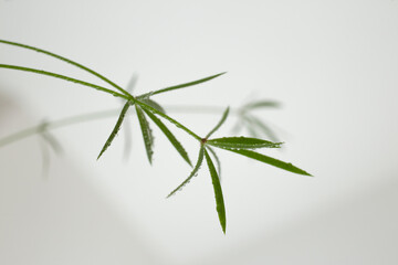 asparagus fern leaves on white background with water drops