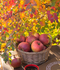 Collected red apples in the autumn garden. Sunny day.