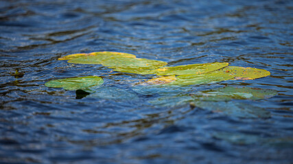 Water lily leaves on the surface of the lake. High quality photo