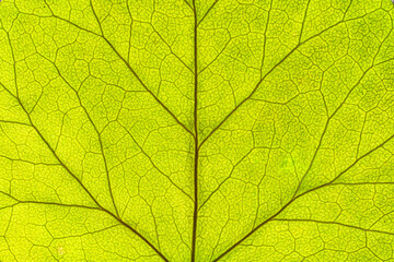 Naklejka na ściany i meble Close up detail of a beautiful backlit green leaf