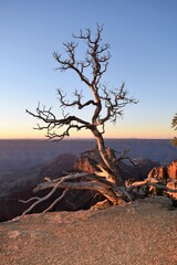 Lone Tree Overlooks North Rim of Grand Canyon at Dawn