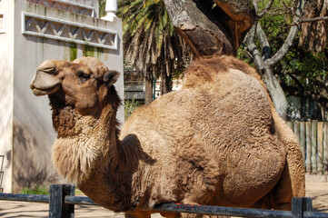 camello en cautiverio en zoologico de ciudad - obrazy, fototapety, plakaty