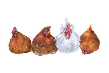 Watercolor cute chickens. Small easter sketch silhouette. Watercolor chick illustration art design. Meat fowl beak baby chickens. newborn wildlife pet. village rustic spring White background farm