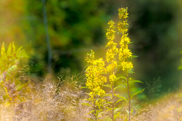 Tenderness landscape close-up yellow wildflowers in the meadow. High quality photo