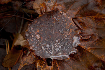 brown aspen leaf with waterdrops. Populus tremula, dew drops on an aspen leaf, autumn mood