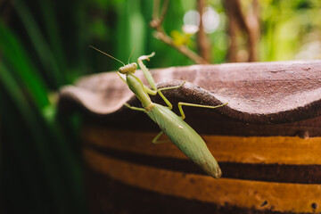 Grasshopper on the plants pot