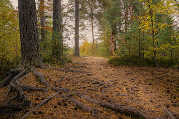 Beautiful landscape view of autumn forest with a path. High quality photo