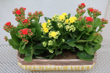 Red and yellow Kalanchoe blossfeldiana in colorful mugs
