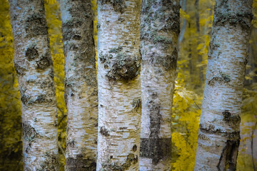 White trunks of birches in the autumn forest. Close-up landscape. High quality photo