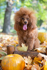 Attentive mini red toy poodle in autumn park