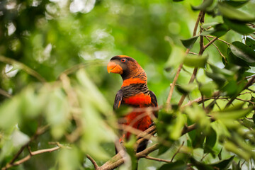 The dusky lory or the white-rumped lory or the dusky-orange lory (Pseudeos fuscata) in the branch