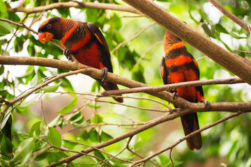 The dusky lory or the white-rumped lory or the dusky-orange lory (Pseudeos fuscata) in the branch