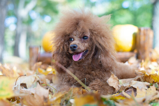 Attentive Mini Red Toy Poodle In Autumn Park