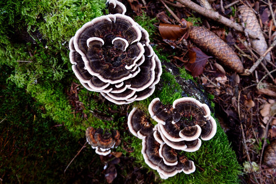 Trametes versicolor,  polypore mushroom known as turkey tail, view from above.