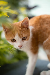gatito color blanco con miel al aire libre entre plantas 