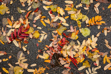 Autumn leaves on the ground.