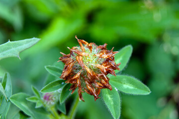 Close-up - a drying Clover flower with green leaves, brown petals, on which raindrops are visible.