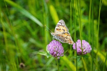 butterfly sitting on clover 
