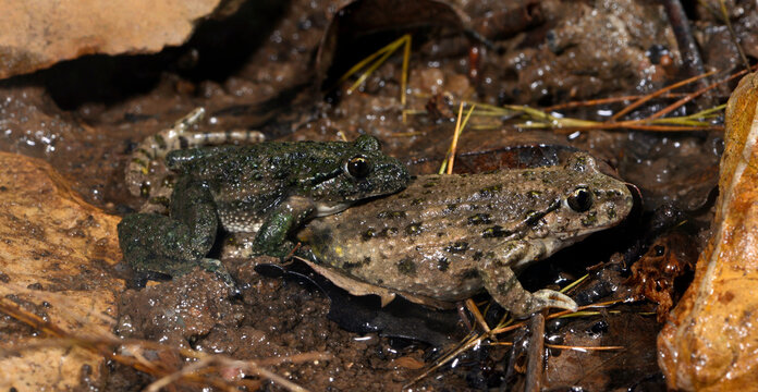 mating of Common parsley frogs // Paarung (axilarer Amplexus) des Westlichen Schlammtauchers (Pelodytes punctatus) - France // Frankreich