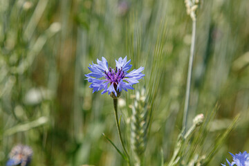 Beautiful field with cornflowers