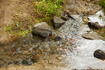 Fototapeta na wymiar a small stream flows among the forest