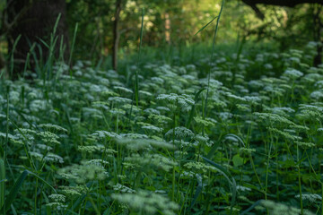 Fototapeta na wymiar Feld mit weißen Blumen im Wald. Hintergrund
