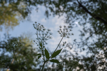 Pflanzen gegen den Himmel