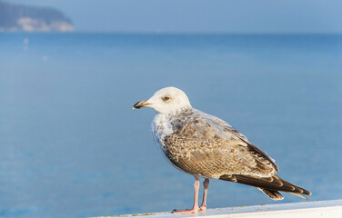 Seagull on the background of the blue sea